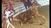 What Caused This Big Lick Tennessee Walking Horse To Throw His Rider Asheville Nc